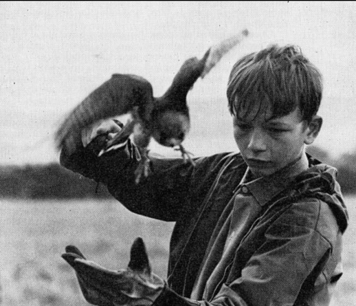 A working-class English boy spends his free time caring for and training his pet kestrel.