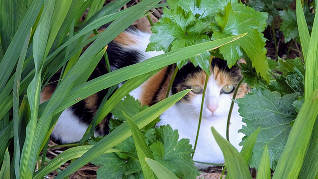 A orange black and white striped domestic cat lies amid crocsmia and Japanese anemone which are giving off lush green jungly vibes. It stares directly at the camera.