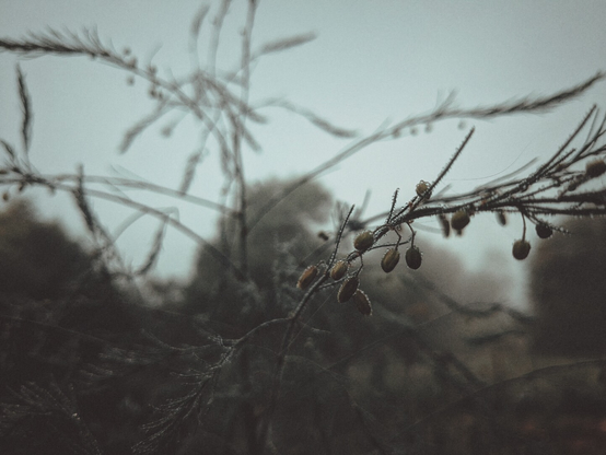 Asparagus flowers in the morning mist.