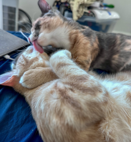 Two kittens grooming each other. 