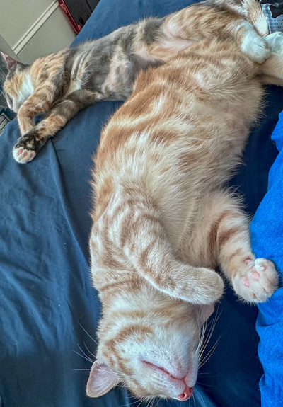 Two kittens lying on a bed. 