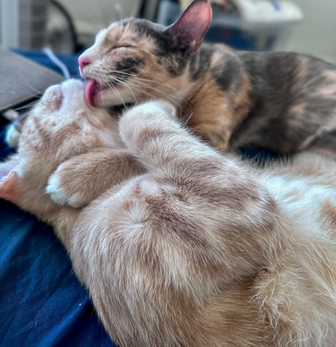 Two kittens grooming each other. 