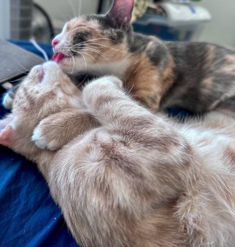 Two kittens grooming each other. 