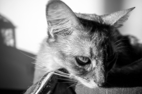 Black and white picture of a cat. Its head is resting on a couch.