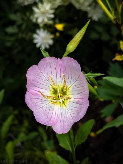A delicate pink flower with prominent veins. The petals are a soft lavender-pink, fading to a lighter, almost white hue near the center, which is a vibrant yellow-green. Several slender stamens with golden anthers protrude from the center of the flower. Above the open bloom, a single, closed flower bud, elongated and pointed, is visible. 