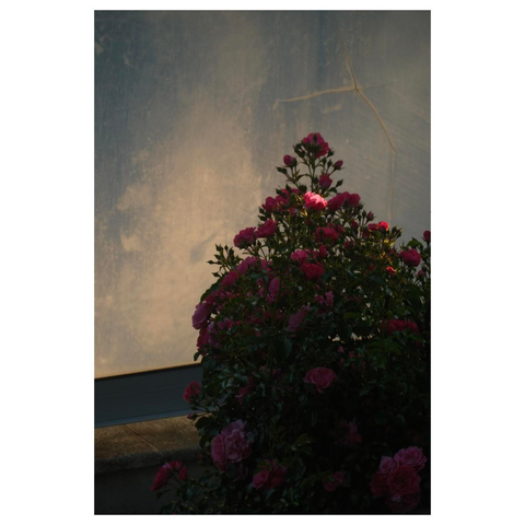 Ein kleiner Rosenstrauch steht vor einer Plexiglaswand. Tiefe Sonne bringt die Wand leicht zum leuchten, während der Strauch schon im Schatten liegt. Einzig auf eine Einzelne rosa Blüte fällt noch ein Strahl Sonne und bringt diese zum leuchten. 