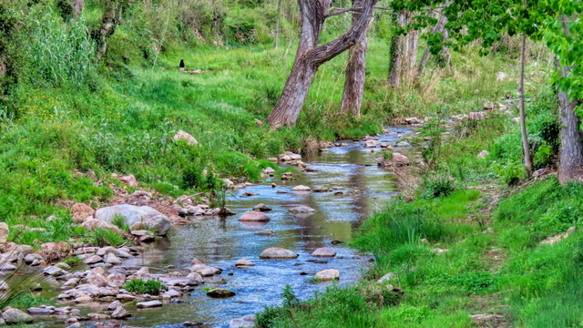 La imatge mostra un corrent d'aigua clara que flueix entre roques i vegetació verda exuberant. Es pot veure un gat negre a la distància a la riba. L'entorn és natural i tranquil, amb arbres a banda i banda de la riera.