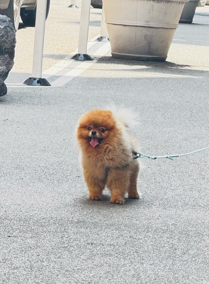 Color photo of a caramel brown fluffy Pomeranian in the middle of a large sidewalk with no one around. It is looking straight at the camera and almost smiling with its little tongue out. A leash can be seen coming out on the right hand side