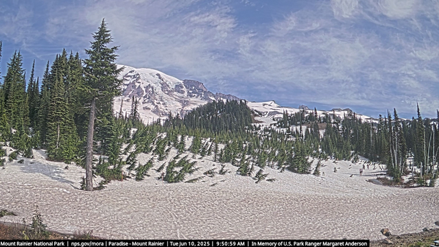 Image 1 of 2 taken from Paradise in Mount Rainier National Park on June 10, 2025. Tall trees on the left and in the background generally stand upright, while smaller trees in the center and foreground appear to be slightly bent as they appear from under the snow. In this view, a part of Mount Rainier is visible in the background and the sky above is blue with a scattering of clouds. 