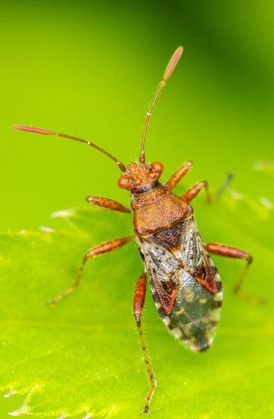 Close up shot of a true bug on a green leaf