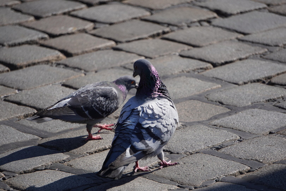 The picture shows two doves next to each other