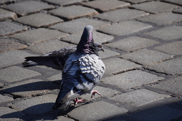 The picture shows two doves next to each other