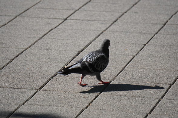 The picture shows a dove that is casting its shadow to the right