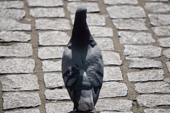 The picture shows a dove from the back