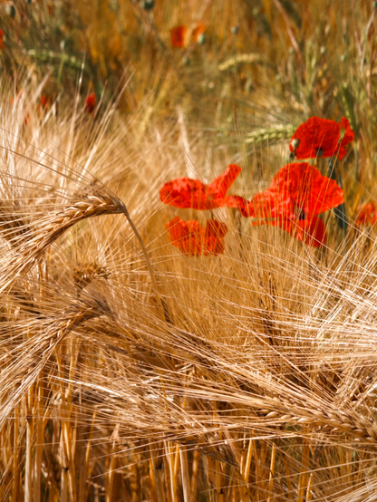 The image depicts a field of wheat with a focus on the golden-brown stalks in the foreground. The wheat appears mature, with the heads of grain prominently visible, suggesting it is ready for harvest. Interspersed among the wheat are vibrant red poppy flowers, which stand out against the golden backdrop. The poppies are in full bloom, with their delicate petals and dark centers clearly visible. The background is slightly blurred, emphasizing the wheat and poppies in the foreground. The overall color palette is warm, dominated by shades of gold and red, with the green of the wheat stalks providing a subtle contrast. The image captures the natural beauty of a wheat field during the harvest season, with the poppies adding a touch of color and life to the scene.