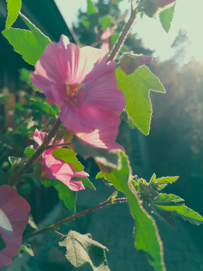 The image features a close-up view of a pink flower, likely a hibiscus, with its petals fully open, showcasing a vibrant pink hue with a slightly darker center. The flower is surrounded by green leaves with serrated edges, some of which are illuminated by sunlight, creating a glowing effect. The background is softly blurred, revealing a natural setting with trees and a building structure, suggesting an outdoor environment. The sunlight filters through the leaves, casting a warm, golden light on the flower and creating a serene atmosphere. The focus is on the flower, with the background elements providing context without detracting from the main subject.