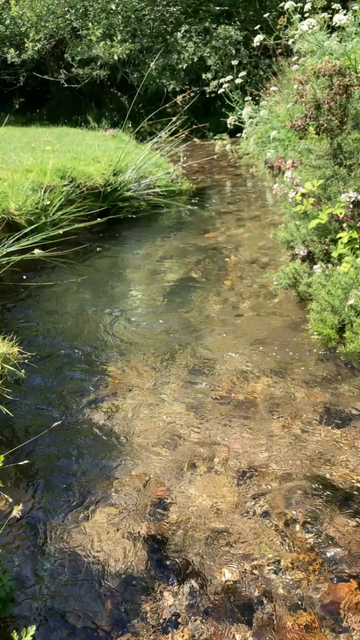 A stream flows past wild flowers