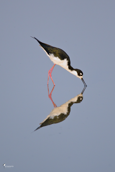 A long-legged shorebird with a blackish back, white belly and red legs is standing in shallow water. It is dipping its slightly open, long black bill into the water. The bird is mirrored by the very calm blue-gray water.