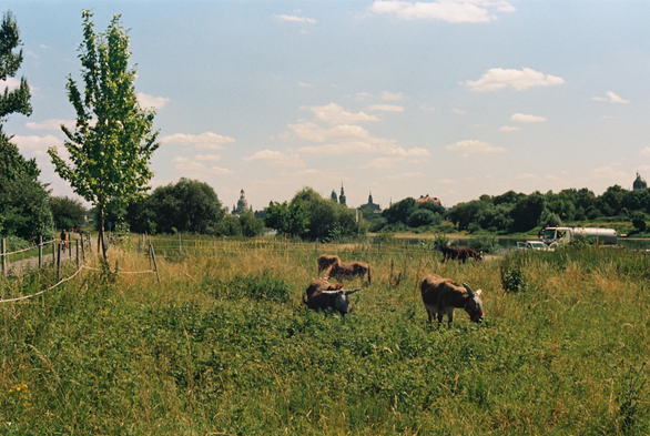 [english below] Das Foto zeigt eine Wiese mit Eseln im Sommer. Ganz links ist der Elberadweg zu sehen. Rechts kann man die Elbe erkennen. Am Horizont sieht man die Silhouette Dresdens mit der Frauenkirche.

[english] The photo shows a meadow with donkeys in summer. The Elbe Cycle Path is visible on the far left. The Elbe River can be seen on the right. On the horizon, you can see the silhouette of Dresden with the Frauenkirche (Church of Our Lady).