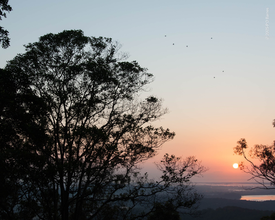 A large, symmetrical oval tree dominates the image, occupying most of the left of the frame. It is seen in silhouette, backlit by a gentle pink sunrise lower down, and a pale blue-grey sky higher up. To the right, near the bottom a muted orange-pink sun is a little above the horizon, shining through  a sea fog. Below it the distant plain is lit a dull pink, and a dam reflects the soft light. High in the negative space at the top right a flock of little birds can just be seen, flying away from the large tree and out. There was a steady stream of them for perhaps a minute, sometimes in bursts, sometimes single-file.