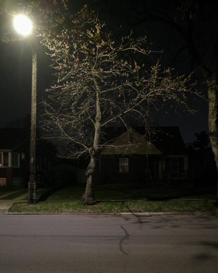 Color photograph looking across a residential suburban street at night, where a tree in the grass just on the other side of the curb stands, its mostly bare branches brightly lit by a streetlight next to it, which illuminates the empty street and leaves the houses set back in their yards in deep shadow