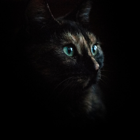 Portrait of a black cat on a dark background.