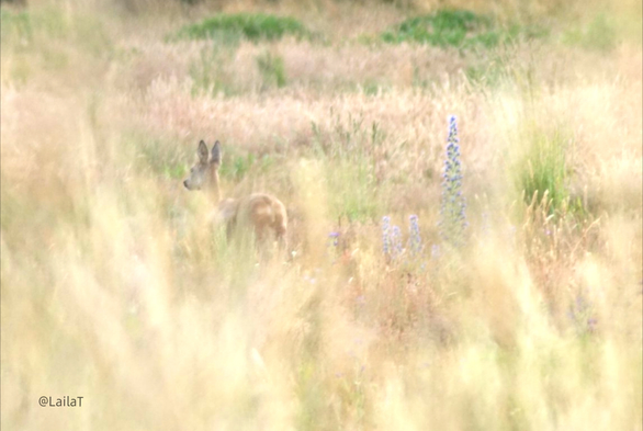 Ein Reh auf einer Wiese inmitten von hohen Gräsern und Pflanzen, es steht mit dem Rücken zum Betrachter und schaut in die entgegengesetzte Richtung. Es ist durch hohe Gräser hindurch fotografiert.