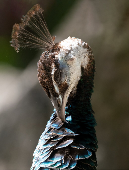 Portrait of a peacock.