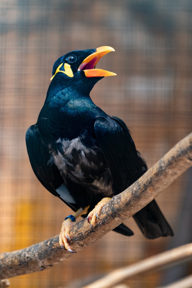 Picture of a common hill myna.