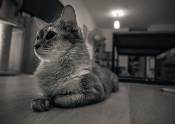 Black and white wide angle picture of a Somali cat.