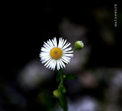 Gänseblümchen mit noch zwei grünen Blüten-Knospen, der Hintergrund ist dunkel gehalten bis schwarz.
Matzework 