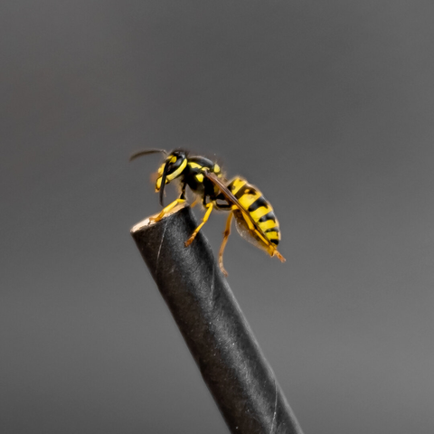 Close up of a wasp on a straw.