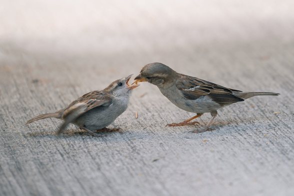 Picture of a sparrow feeding its youngling.