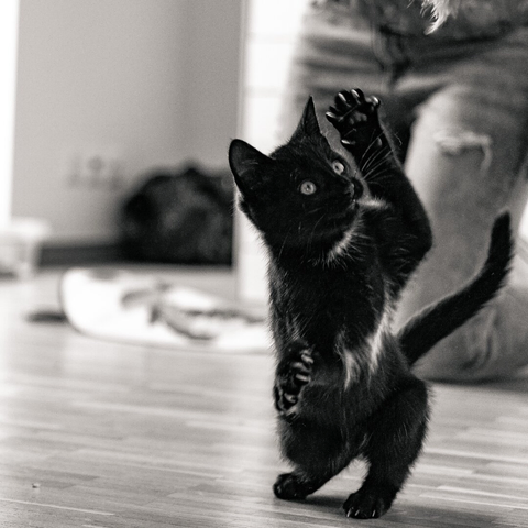 Black and white picture of a black kitten on its black legs. It is trying to catch a toy.