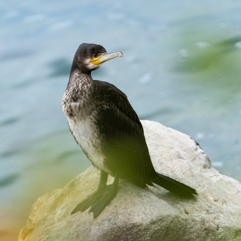 Picture of a cormorant.