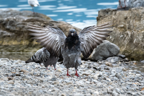Picture of a pigeon with its wings spread wide.