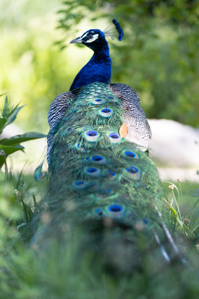 Picture of a peacock taken from its back, showing its tail.