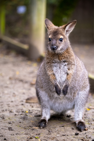 Picture of a wallaby.