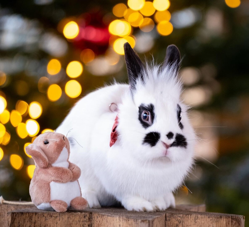 Portrait of a rabbit during next to a plush.