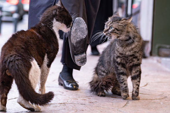 Picture of two cats that are about to fight. A person places its foot between them to try and make them stop.