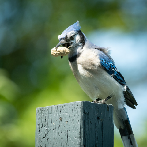 Picture of a blue jay standing on a wooden post with a peanut in its beak.
