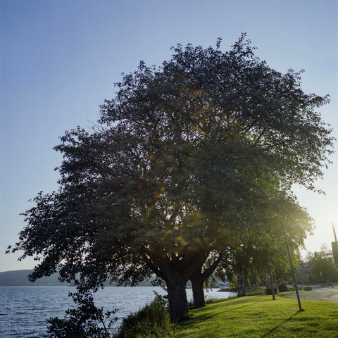 Two big trees on the shore of a fjord. Hills on the far side, a road next to the trees. Lens flare makes it appear like the middle of the trees are rainbow coloured.