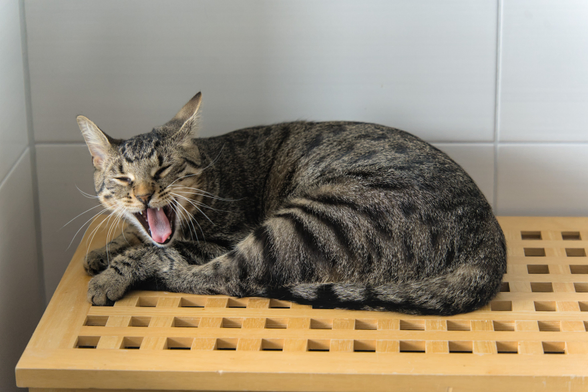 A photo of Mini, a tabby cat, lying mostly curled up on a wooden laundry container (specifically on the lid), currently yawning with a wide open mouth, tongue fully visible, eyes shut, and ears somewhat pulled back.
That yawn is contagious.