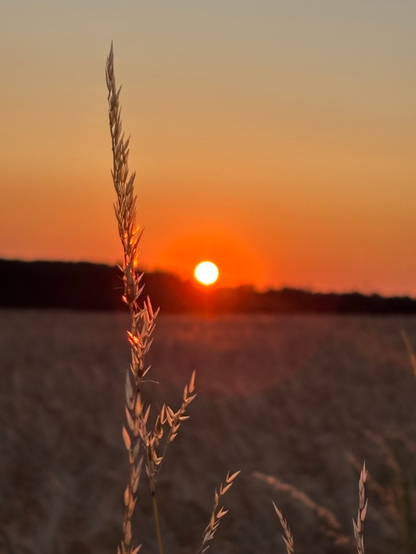 Im Vordergrund zeigt sich ein fast erntereifes Kornfeld. An dessen Rand am Horizont sind die Silhouetten von Bäumen sichtbar. Darüber zeigt sich der verschleiert diesige Himmel kräftig rot orange beschienen von der mittig, als Feuerball gleißenden Sonne. Die Sonne strahlt eine Grashalm im Vordergrund an, der von ihr beleuchtet, rötlich glänzt. 