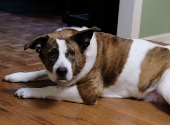 A white and brown dog lying on the hardwood floor of the dining room, looking at me as I eat