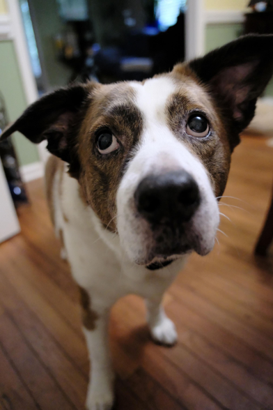 A very closeup of a white and brown dog looking at my hand as I eat in the dining room