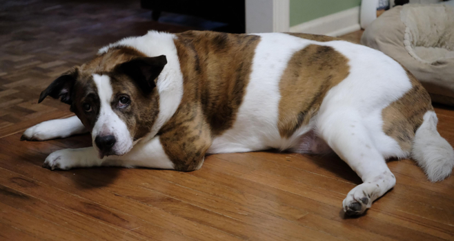 A white and brown dog lying on the hardwood floor of the dining room, looking at me as I eat