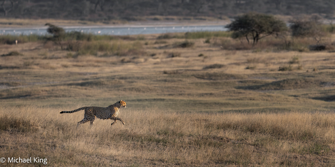 Wide shot of cheetah running near the lake