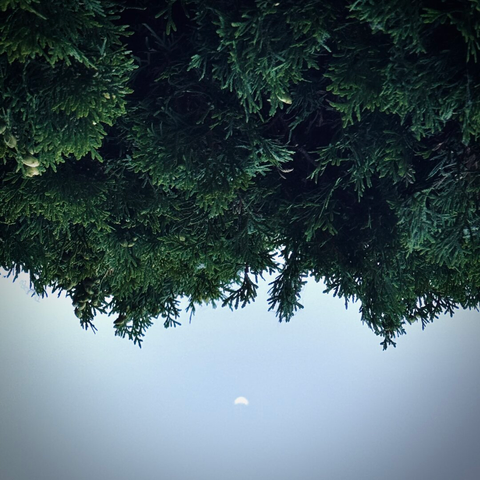 Thick greenery hangs down from above, filling most of the frame, as a crescent moon dots a blue sky toward the bottom.