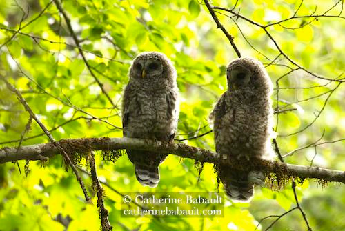 Two young barred owls on a branch. They both look slightly to their right because they just heard something. There is light green foliage in the background. The birds are backlit.